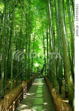 竹林で有名な鎌倉・報国寺 104300821