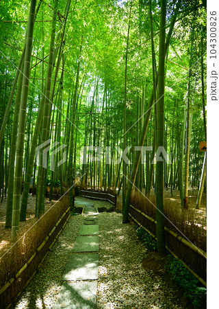 竹林で有名な鎌倉・報国寺 竹林で有名な鎌倉・報国寺 104300826