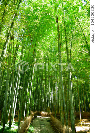 竹林で有名な鎌倉・報国寺 104300830