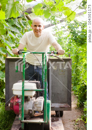 Gardener working in glasshouse Gardener working in glasshouse 104301175
