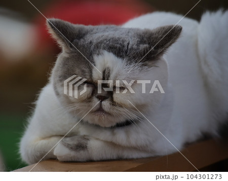 ブスねこ 104301273