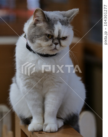 ブスねこ 104301277