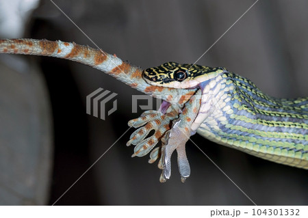 The green snake was swallowing the gecko almost completely 104301332