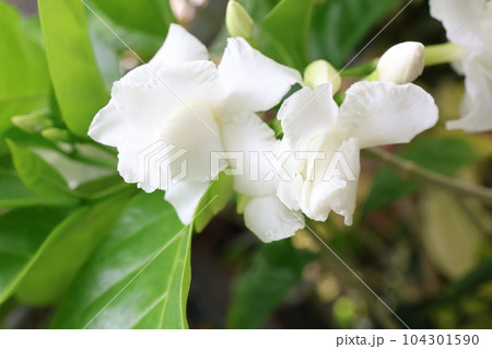 マツリカ マツリカ 104301590