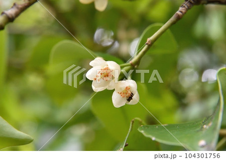 サカキの花 つぼみ 104301756