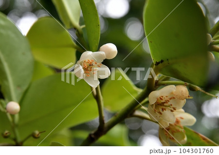サカキの花 つぼみ 104301760