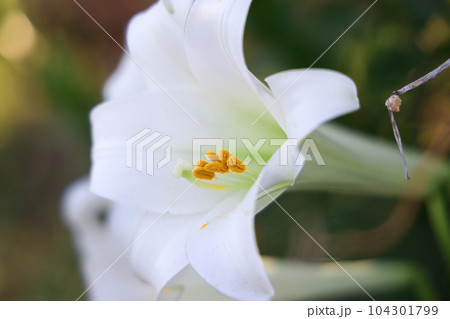 テッポウユリ一輪 テッポウユリ一輪 104301799