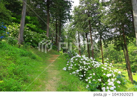 青梅市塩船観音寺 あじさい 青梅市塩船観音寺 あじさい 104302025