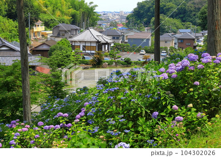 青梅市塩船観音寺 あじさい 青梅市塩船観音寺 あじさい 104302026