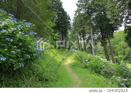 青梅市塩船観音寺　あじさい 104302028