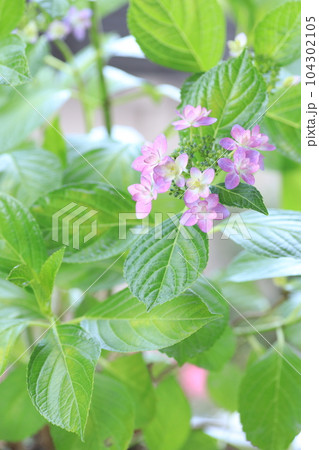 6月の花　紫陽花 104302105