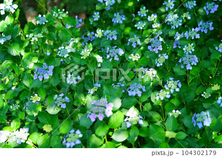 上から見下ろす庭のガクアジサイ 104302179