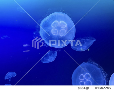 上から見た泳ぐクラゲの写真素材 [104302205] - PIXTA
