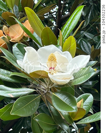 タイサンボクの花 タイサンボクの花 104302236
