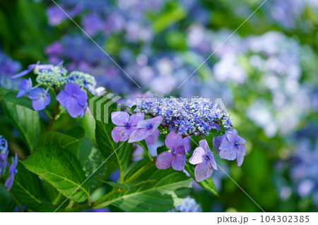 京都恭仁京のガクアジサイ 104302385