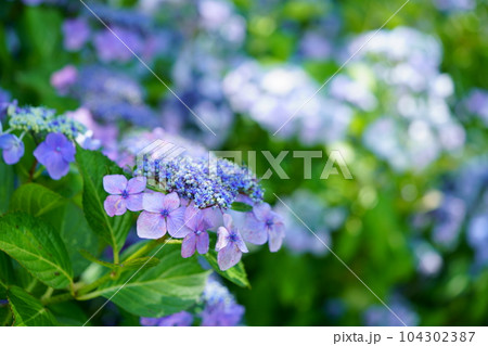 京都恭仁京のガクアジサイ 104302387