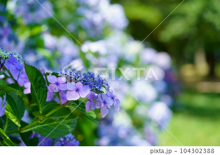 京都恭仁京のガクアジサイ 104302388