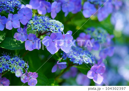 木津川市・恭仁京・ガクアジサイ 104302397