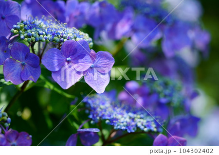 京都木津川市・恭仁京の紫陽花 京都木津川市・恭仁京の紫陽花 104302402