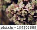 くすんだピンク色の紫陽花 104302669
