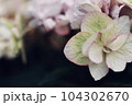 アップの白い紫陽花 104302670