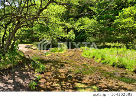 栃木県日光市、奥日光にある光徳沼と逆川 104302692