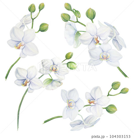 Set of white orchid flower elements. Delicate realistic botanical watercolor hand drawn illustration. Clipart for wedding invitations, decor, textiles, gifts, packaging and floristry. Set of white orchid flower elements. Delicate realistic botanical watercolor hand drawn illustration. Clipart for wedding invitations, decor, textiles, gifts, packaging and floristry. 104303153