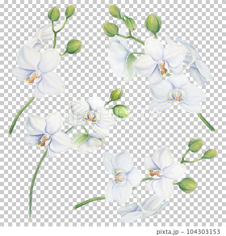 Set of white orchid flower elements. Delicate realistic botanical watercolor hand drawn illustration. Clipart for wedding invitations, decor, textiles, gifts, packaging and floristry. Set of white orchid flower elements. Delicate realistic botanical watercolor hand drawn illustration. Clipart for wedding invitations, decor, textiles, gifts, packaging and floristry. 104303153