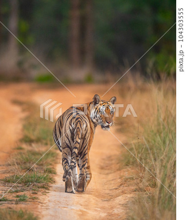 wild female bengal tiger or panthera tigris roadblock with back profile turn her head face eye contact on forest track or trail during evening safari at bandhavgarh national park madhya pradesh india 104303555