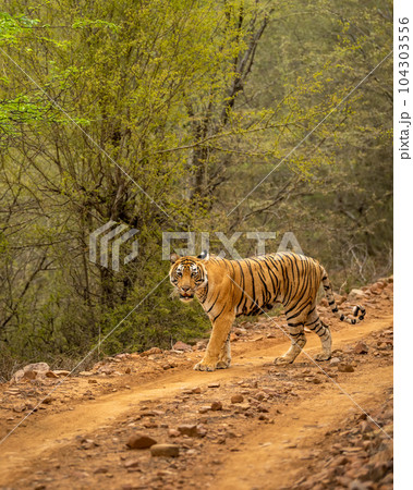 wild female bengal tiger or panthera tigris walking or crossing one of forest trail or road during territory marking in evening safari at ranthambore national park sawai madhopur rajasthan india asia 104303556
