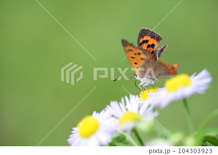 翅がボロボロになったベニシジミ 104303923