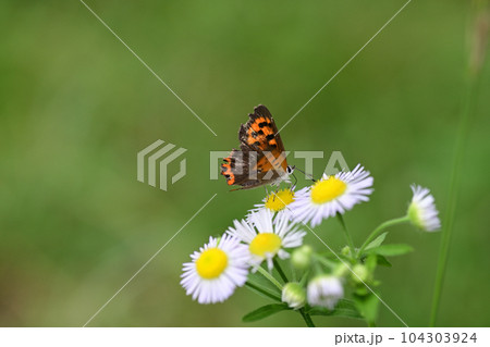 翅がボロボロになったベニシジミ 104303924