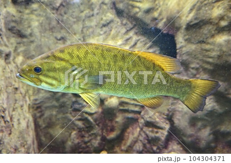 コクチバス　小口バス　スモールマウスバス　Smallmouth bass　ブラックバス　バス 104304371