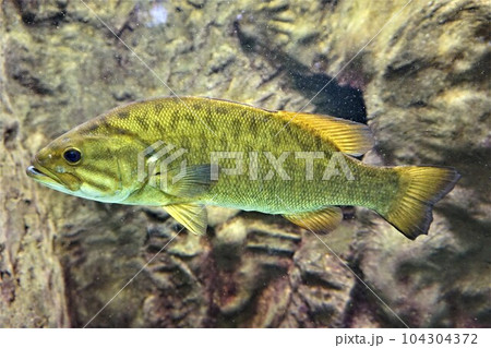コクチバス 小口バス スモールマウスバス Smallmouth bass ブラックバス バス コクチバス 小口バス スモールマウスバス Smallmouth bass ブラックバス バス 104304372