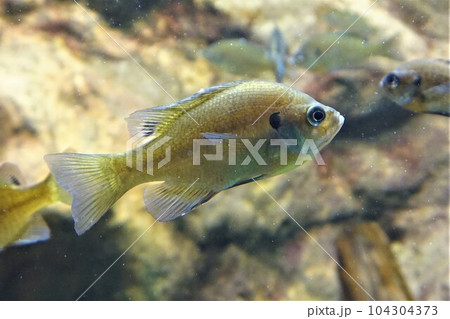 ブルーギル　 Bluegill　ギル 104304373