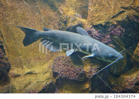 アメリカナマズ　Ictalurus punctatus　淡水魚類　水族館 104304374