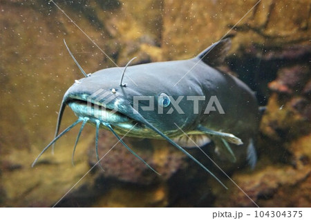 アメリカナマズ Ictalurus punctatus 淡水魚類 水族館 アメリカナマズ Ictalurus punctatus 淡水魚類 水族館 104304375