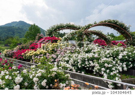 山に囲まれた連なるアーチのあるバラ園 山に囲まれた連なるアーチのあるバラ園 104304645