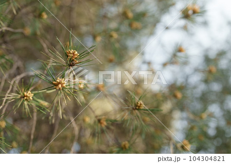 Blossoming pine tree on mediterranean coast Blossoming pine tree on mediterranean coast 104304821