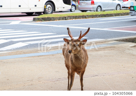 奈良の街中で出没する鹿 奈良の街中で出没する鹿 104305066