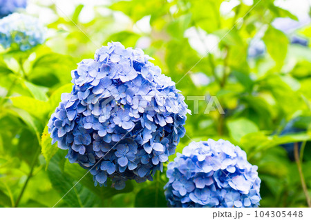京都市伏見区の藤森神社の紫陽花まつり　本紫陽花 104305448