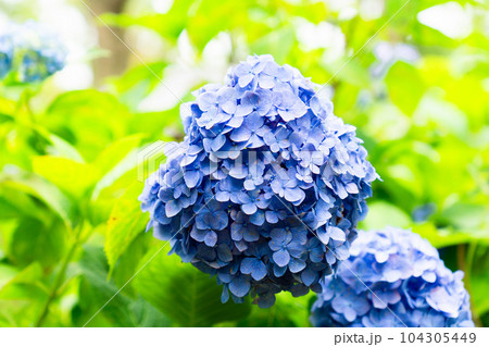 京都市伏見区の藤森神社の紫陽花まつり　本紫陽花 104305449