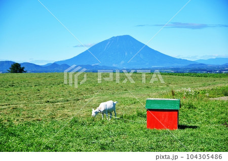 北海道 羊蹄山をバックに洞爺 レークヒルファームのヤギ 104305486