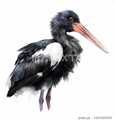 Black Stork, Ciconia, beautiful white black bird with long beak, watercolor style, isolated on white close up 104305893
