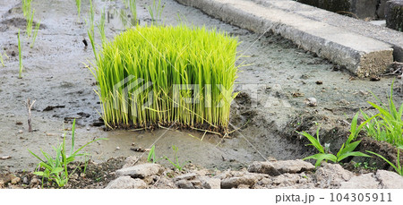 田植えの季節 104305911