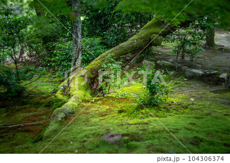 二尊院の初夏、苔むした参道の苔床に老木と青もみじ 二尊院の初夏、苔むした参道の苔床に老木と青もみじ 104306374