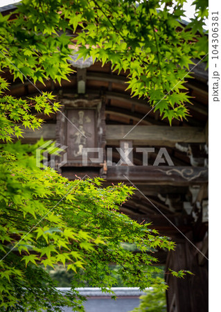 二尊院の初夏、勅使門の扁額「小倉山」に青もみじ 二尊院の初夏、勅使門の扁額「小倉山」に青もみじ 104306381