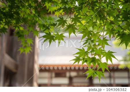 二尊院勅使門をくぐり、初夏の日差しを透かし輝く青もみじの先に本堂を眺める 104306382