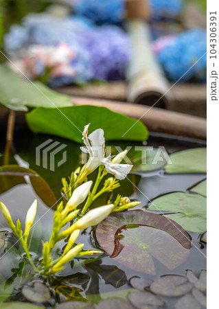 二尊院の初夏、九頭竜弁財天の花手水に満開の紫陽花 104306391