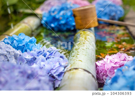 二尊院の初夏、九頭竜弁財天の花手水に満開の紫陽花 二尊院の初夏、九頭竜弁財天の花手水に満開の紫陽花 104306393